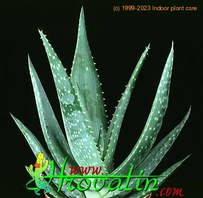 Aloe gariepensis 1168