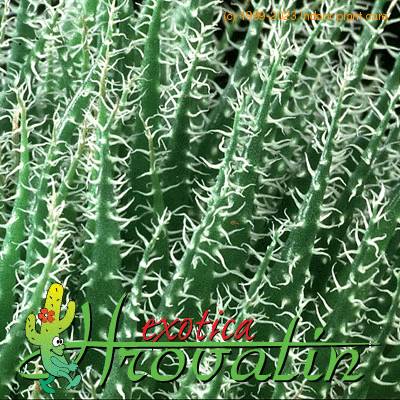 Aloe haworthioides thorn 1264