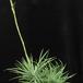 Aloe humilis SIb1