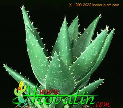 Aloe mitriformis 1162