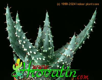 Aloe prinslei 1159