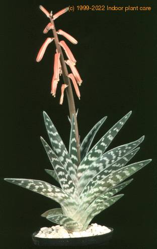 Aloe variegata 1051