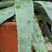 Aloe vera leaf1