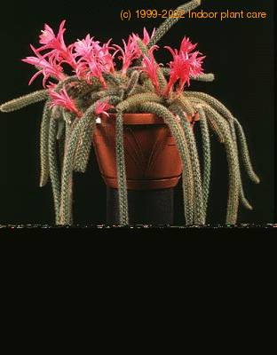 Aporocactus flagelliformis 634
