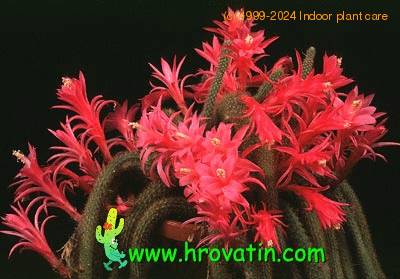 Aporocactus flagelliformis flower 635