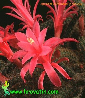 Aporocactus flagelliformis flower 636