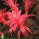 Aporocactus flagelliformis flower 636