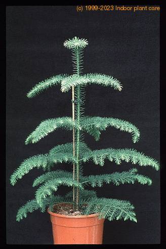 Araucaria heterophylla 3004