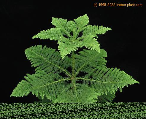 Araucaria heterophylla leaf
