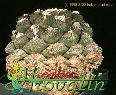 Ariocarpus fissuratus v lloydii 487