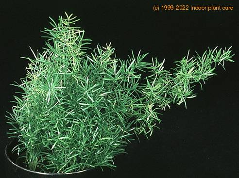 Asparagus densiflorus 1880