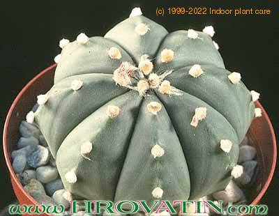 Astrophytum asterias v nudum add2 4