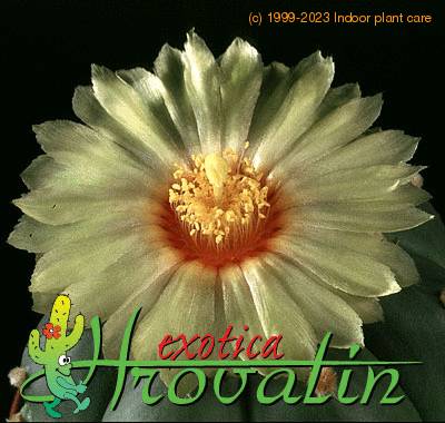 Astrophytum asterias v nudum flower 461