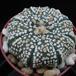 Astrophytum asterias supercabuto