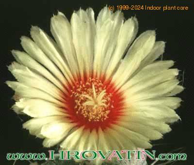 Astrophytum capricorne v crassispinoides flower 120