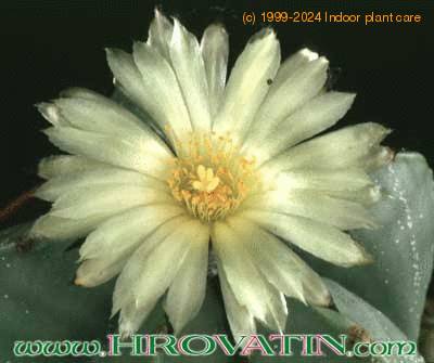 Astrophytum myriostigma v nudum flower 123