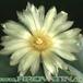 Astrophytum myriostigma v nudum flower 123