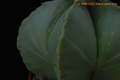 Astrophytum myriostygma nudum SIt