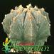Astrophytum myriostygma v strongylogonum 489