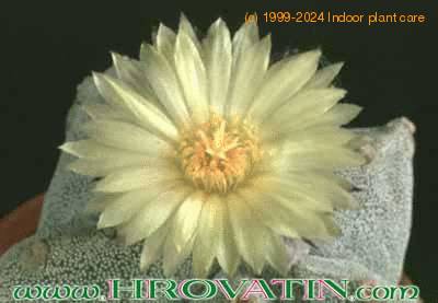Astrophytum myriostigma flower 105