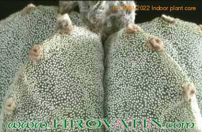 Astrophytum myriostigma thorn 106