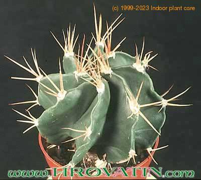 Astrophytum ornatum v nudum 17
