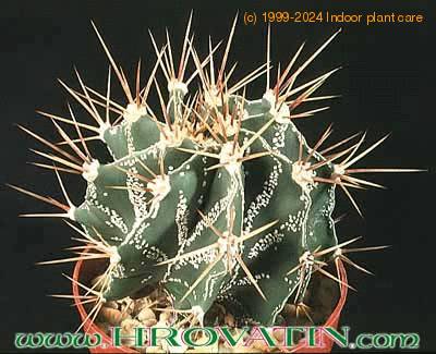 Astrophytum ornatum 13