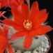 Aylostera spinos flower