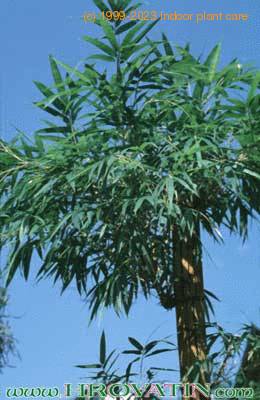 Bambusa multiplex 1844