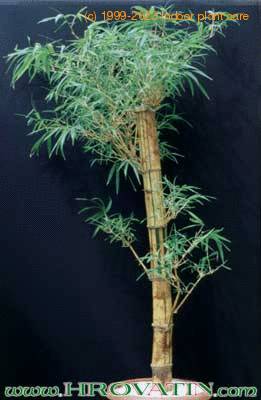 Bambusa multiplex leaf 1849