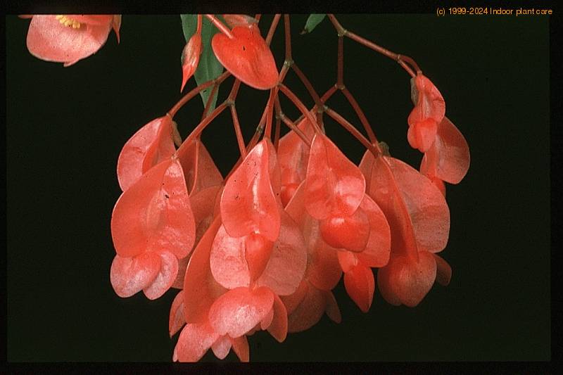 begonia coccinea 2009