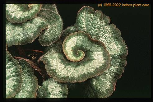 Begonia rex -Escargot- 1928