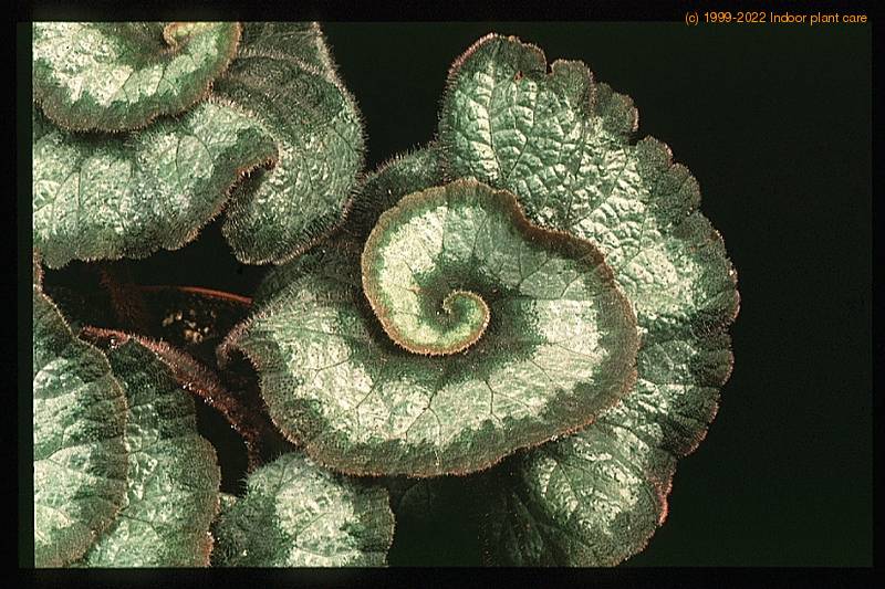 begonia rex escargot 1928