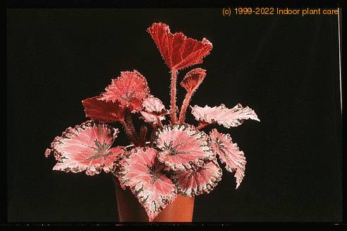 Begonia rex - hybrid 1949