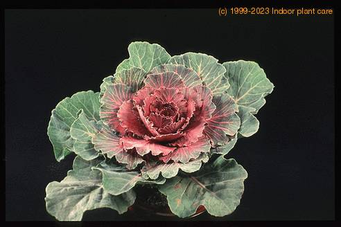 Brassica oleraceae 1896