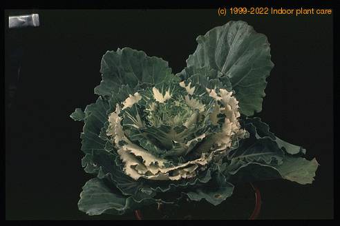 Brassica sp. 1895