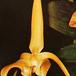 Bulbophyllum lobbii flower bulbophyllum lobbii k
