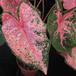 Caladium pink leaf