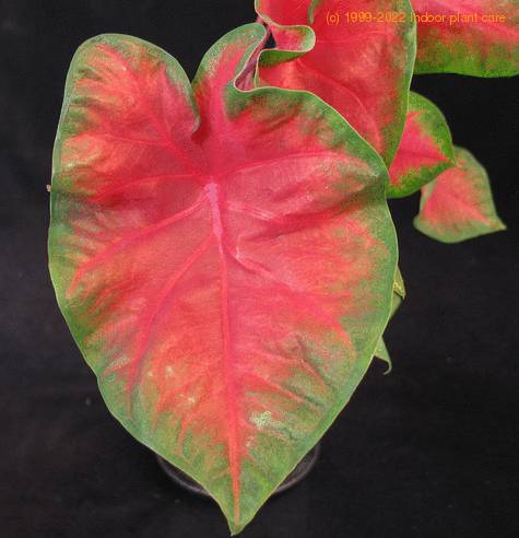 Caladium red leaf
