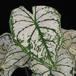 Caladium white leaf