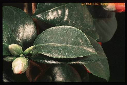 Camellia sp. 2074