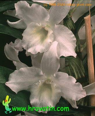 Cattleya hybrid flower 1825