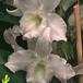 Cattleya hybrid flower 1825
