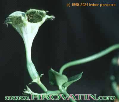 Ceropegia sandersonii flower 1014