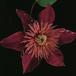 Clematis sp SIf