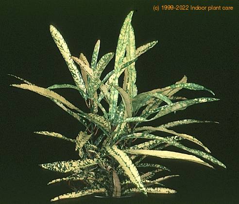 Codiaeum variegatum -Gold star- 1887