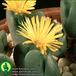 Conophytum bilobum flower 1564