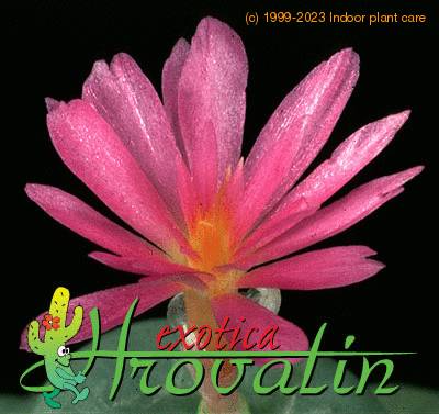 Conophytum pearsonii flower 1537