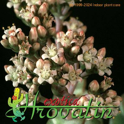 Crassula marnieriana flower 1223