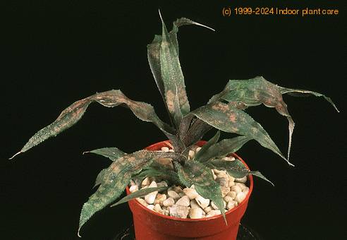 Cryptanthus bivittatus 1904